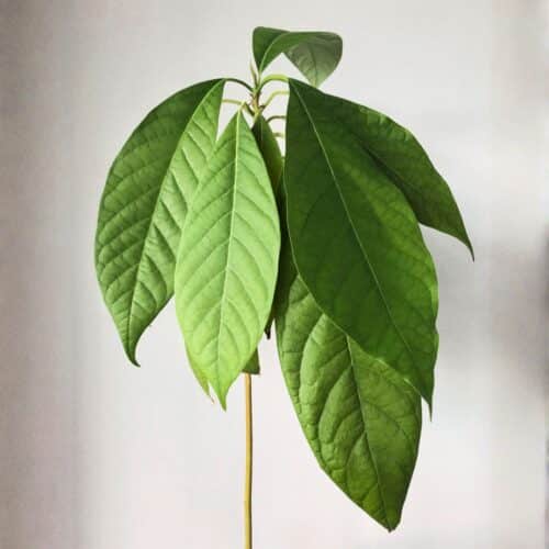 Avocado leaves in healthy growth.