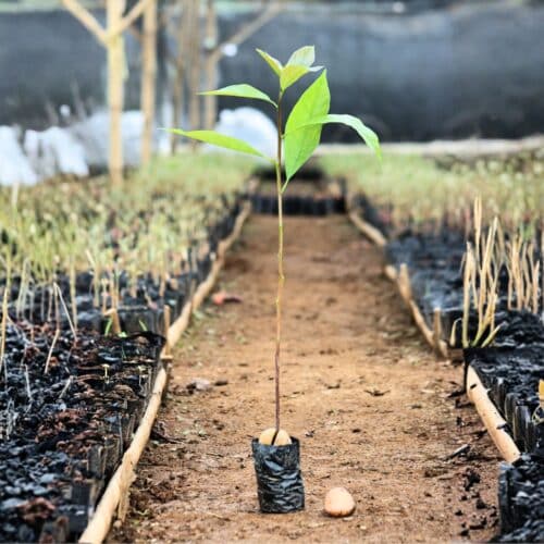 Young avocado seedlings ready for planting.