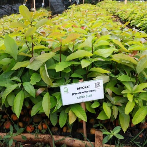 Avocado seedlings at the Trees4Trees nursery.