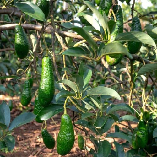 AVocado, tree plant, avocado tree