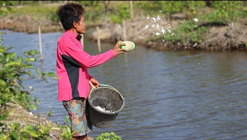 How Kampung Laut Communities Are Reviving Mangroves Through Silvofishery