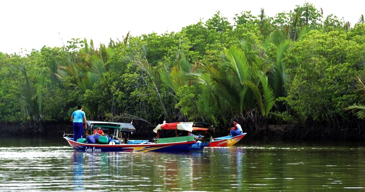 The Return of Kampung Laut's Mangroves: Bringing Nature and Livelihoods Back