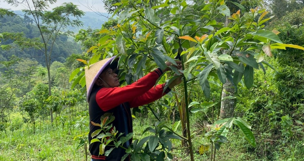 Farmer Story Citanduy Watershed Trees4Trees