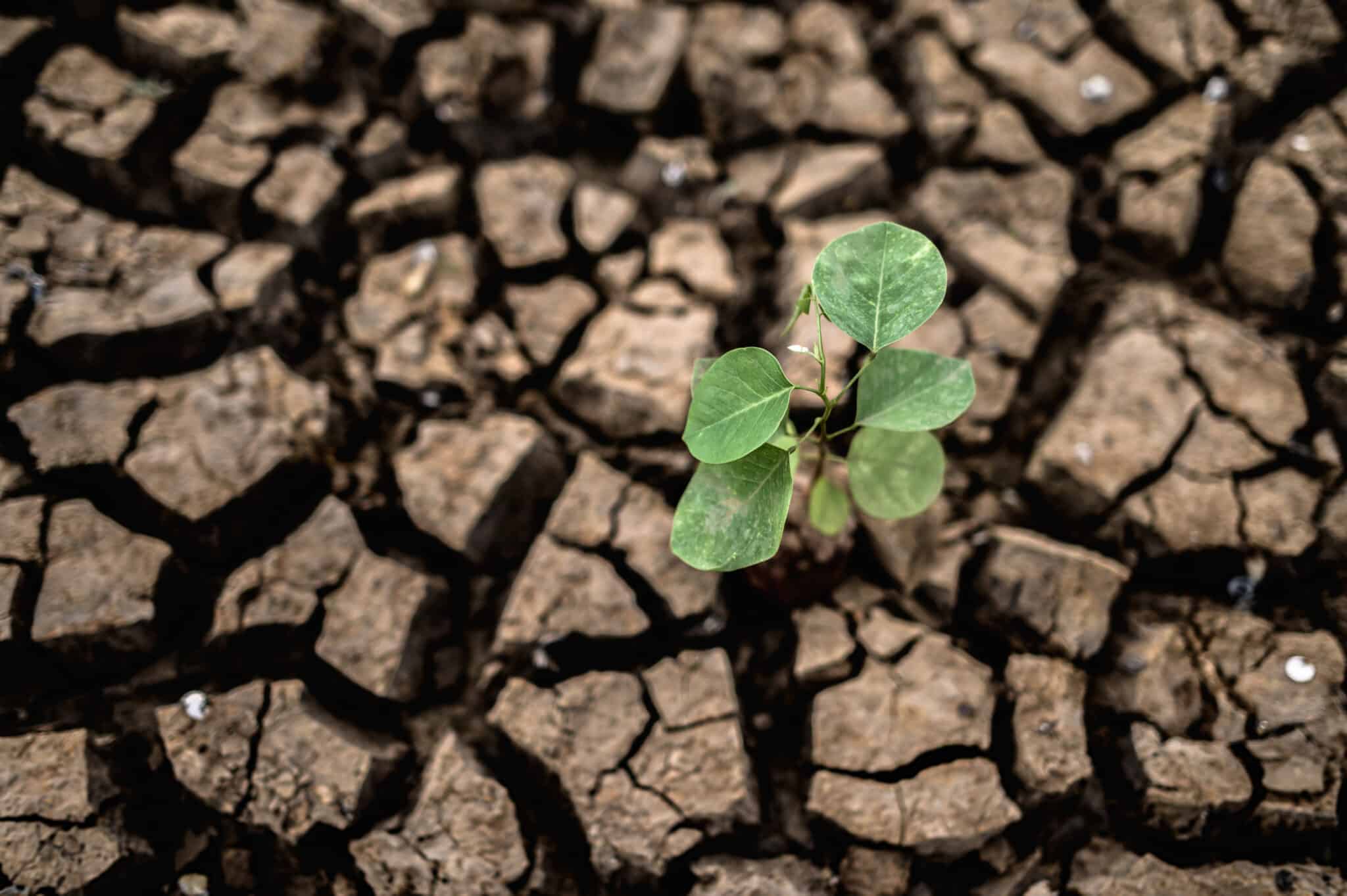 Trees grown in dry, cracked, dry soil in the dry season,global warming