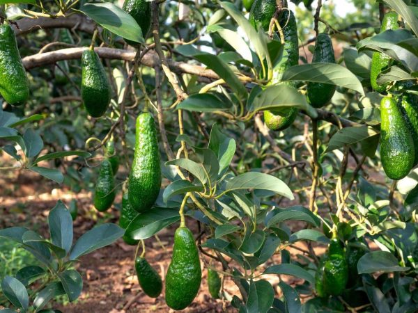 AVocado, tree plant, avocado tree