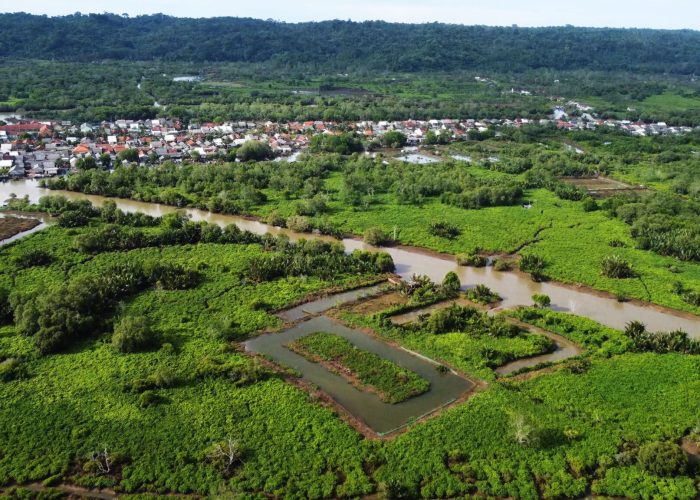 Mangrove Cilacap_2.jpg