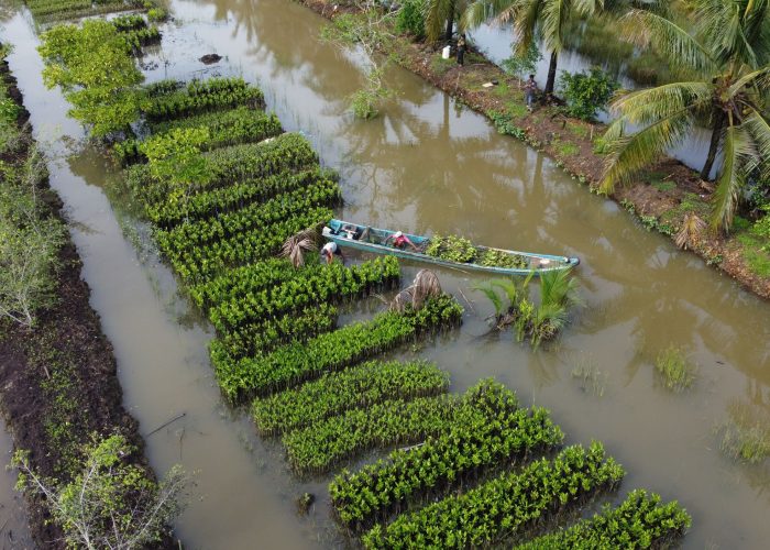 Planting mangrove in Ujung Alang Cilacap_1