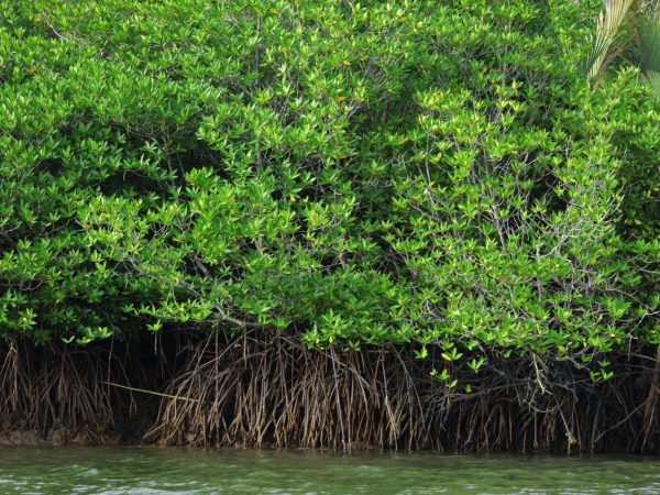 Rhizopora Apiculata
