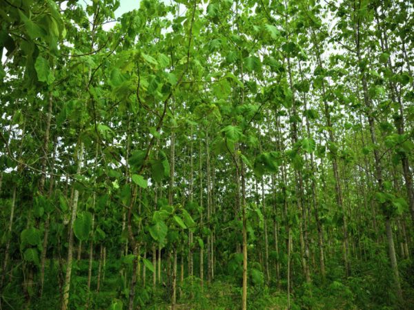 Teak Treepedia