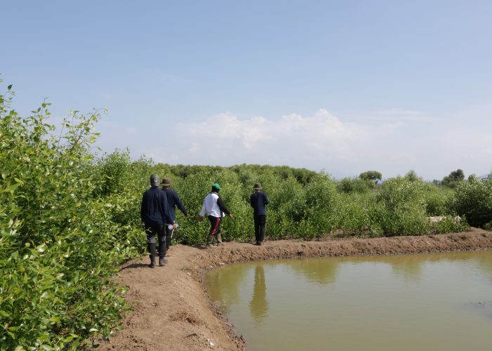 A Trees4Trees mangrove project planted in 2021